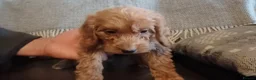 Cockapoo dogs for sale: Cockapoo puppies for sale - Advert 20