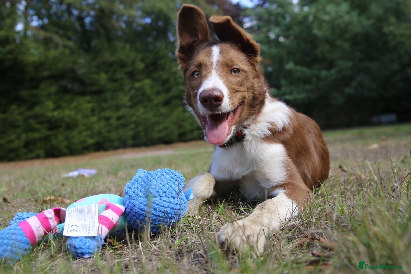Border Collie dogs Health Tested R&W Border Collie Male - Advert 1