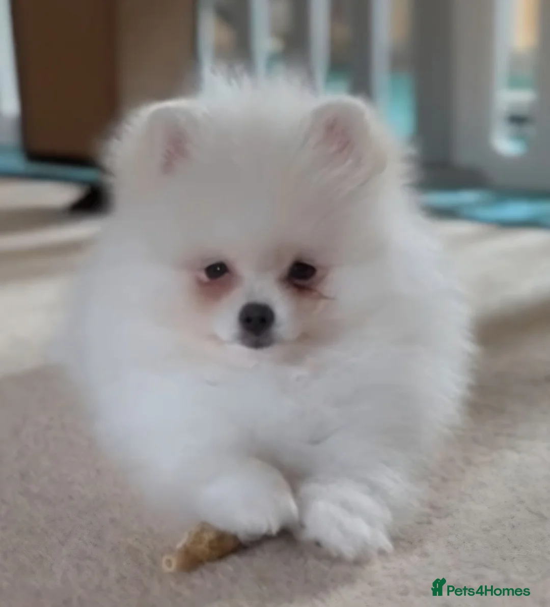 Pomeranian dogs for sale: Stunning pom girl in Coventry - Advert 1