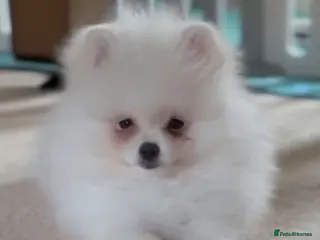 Pomeranian dogs Stunning tiny pom girl - Advert 3