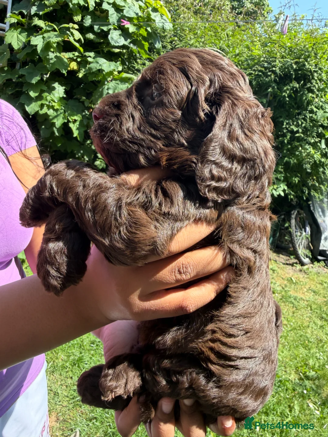 Cockapoo dogs for sale: Cockapoo puppies for sale - Advert 2