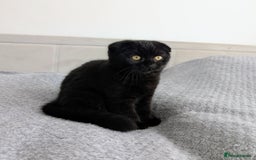 Scottish Fold cats for sale: Beautiful kittens are looking for a new home🥰✨ - Image 6