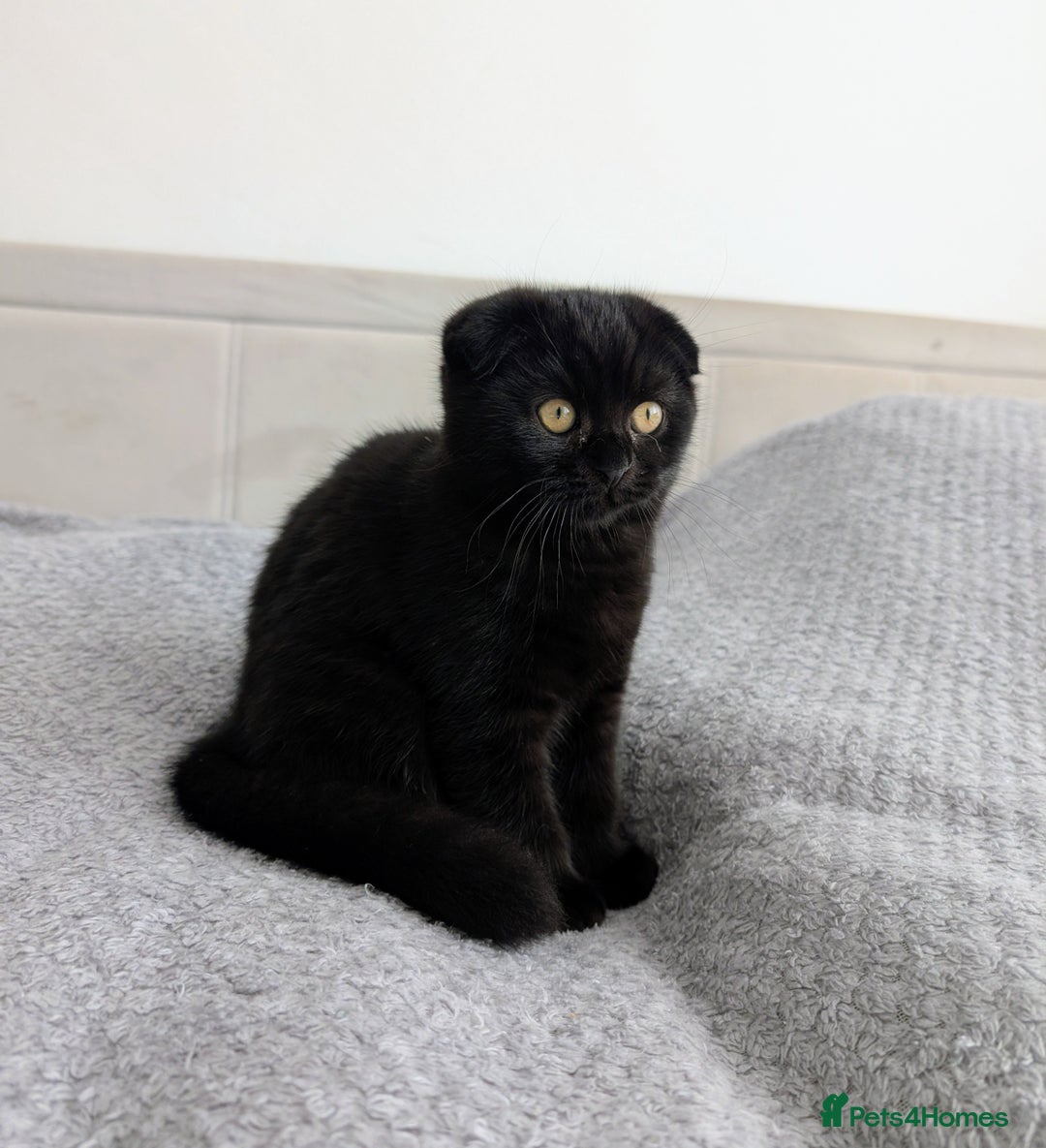 Scottish Fold cats for sale: Beautiful kittens are looking for a new home🥰✨ - Image 6