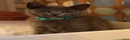 British Shorthair cats for sale: Gorgeous British shorthair 💙💙 - Advert 8