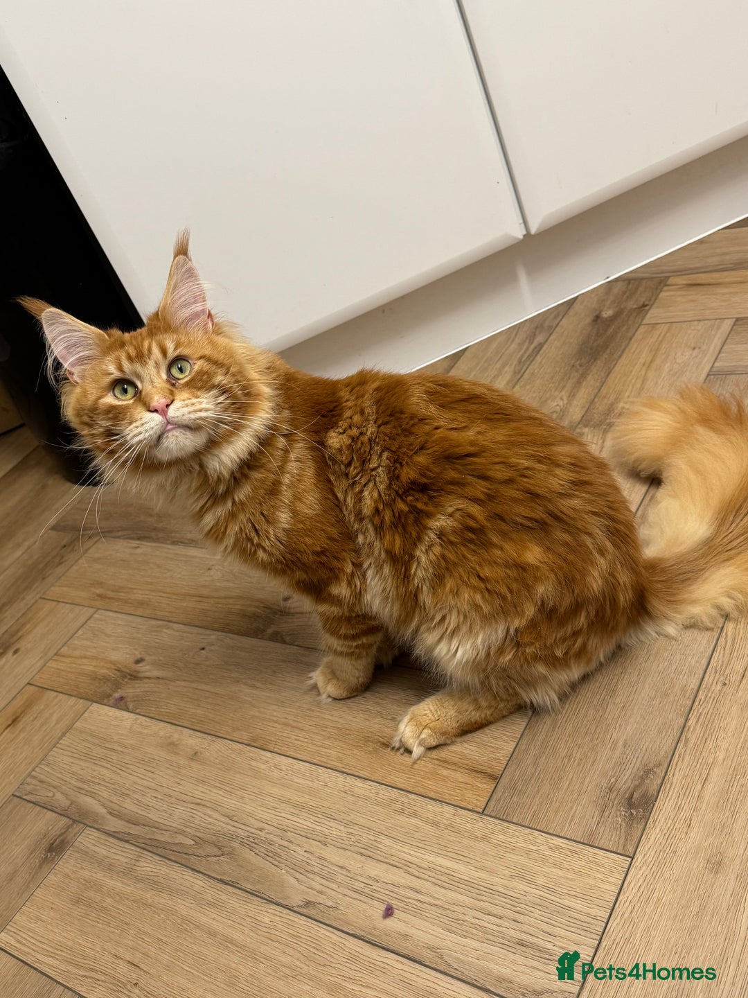 Maine Coon cats for stud: Proven Red tabby Maine coon stud - Advert 10