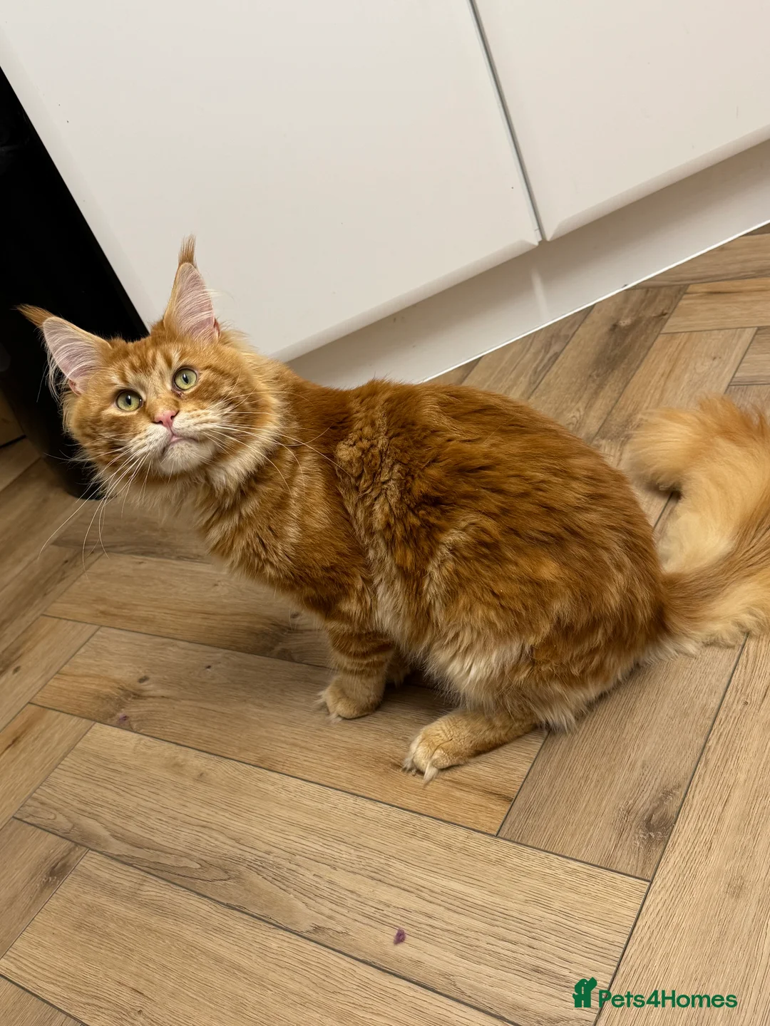 Maine Coon cats for stud: Proven Red tabby Maine coon stud - Advert 10