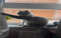 British Longhair cats for sale: Grey fluffy long haired cat  - Image 1