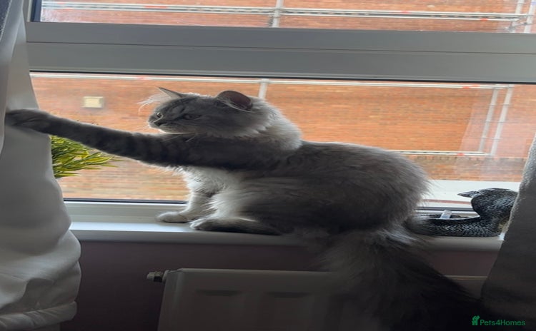 British Longhair cats - Advert 1
