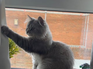 British Longhair cats - Advert 15