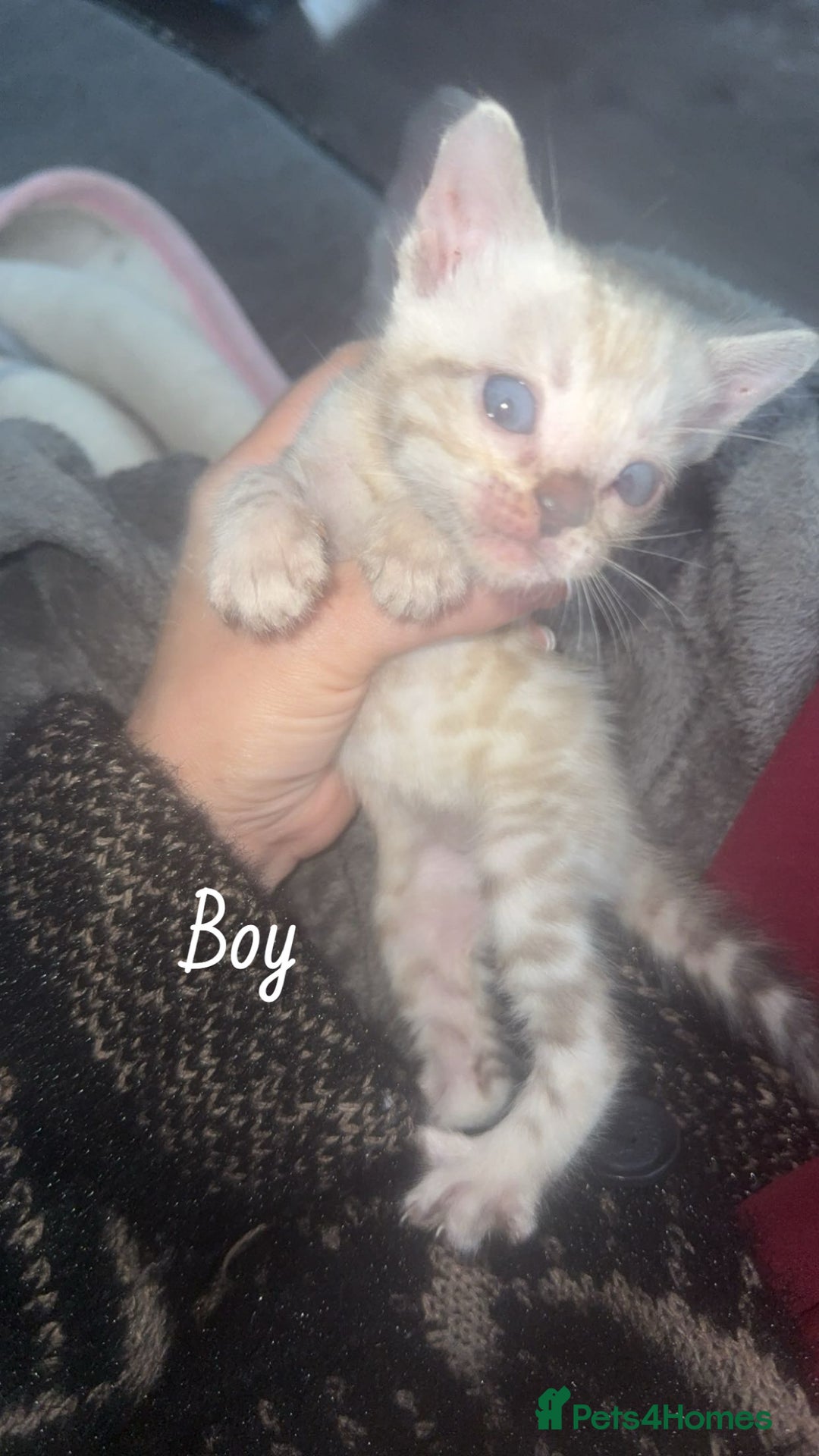 Bengal cats for sale: Bengal kittens  - Advert 3