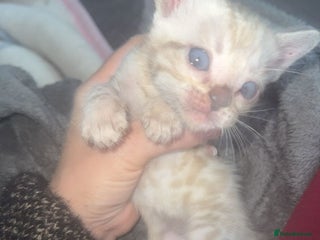 Bengal cats Bengal kittens - Advert 18