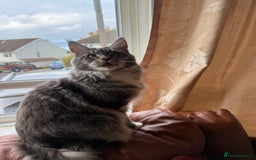 Maine Coon cats for sale: GCCF Pedigree Russian line Maine Coon - Advert 31