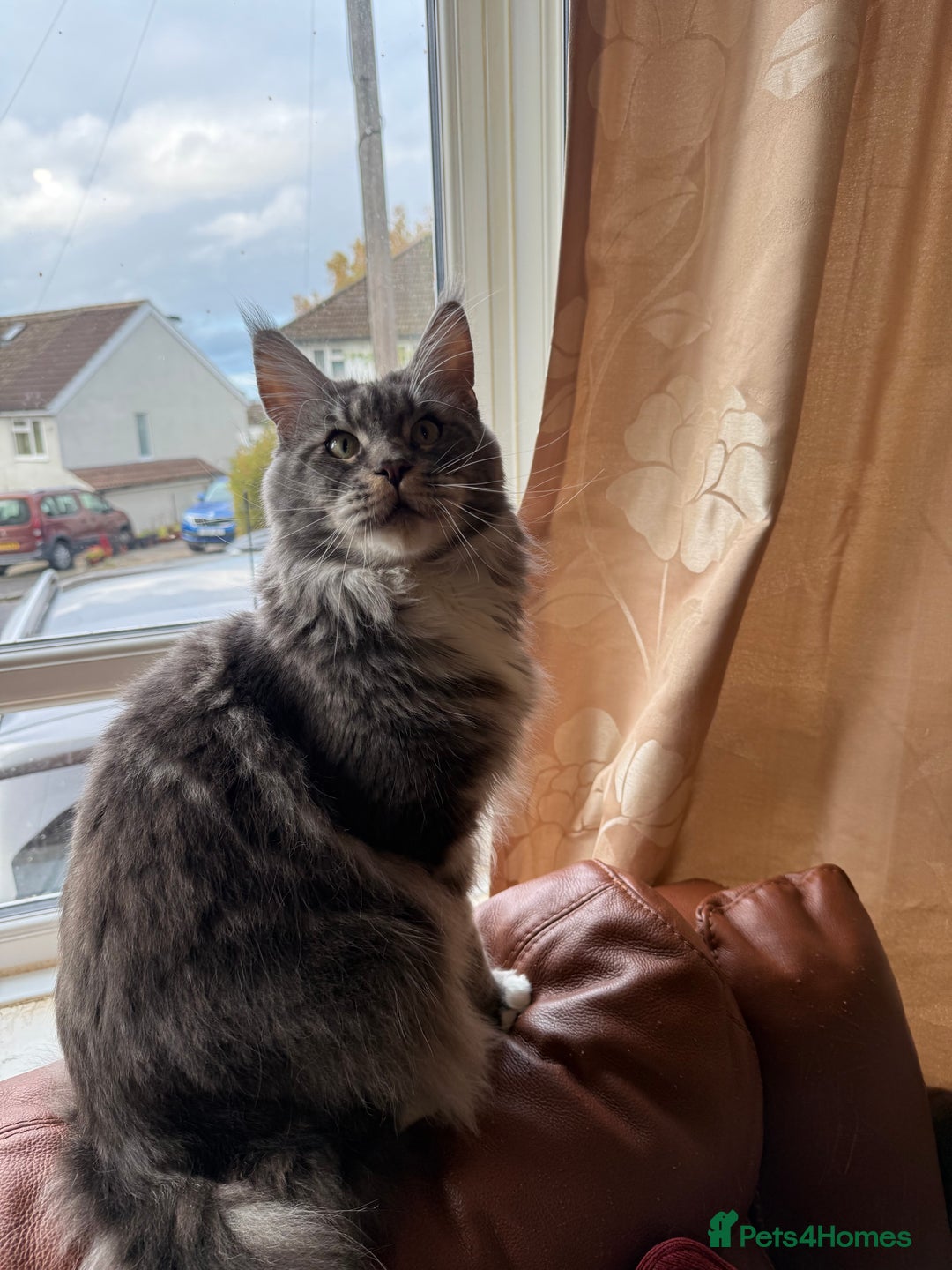 Maine Coon cats for sale: GCCF Pedigree Russian line Maine Coon - Advert 31