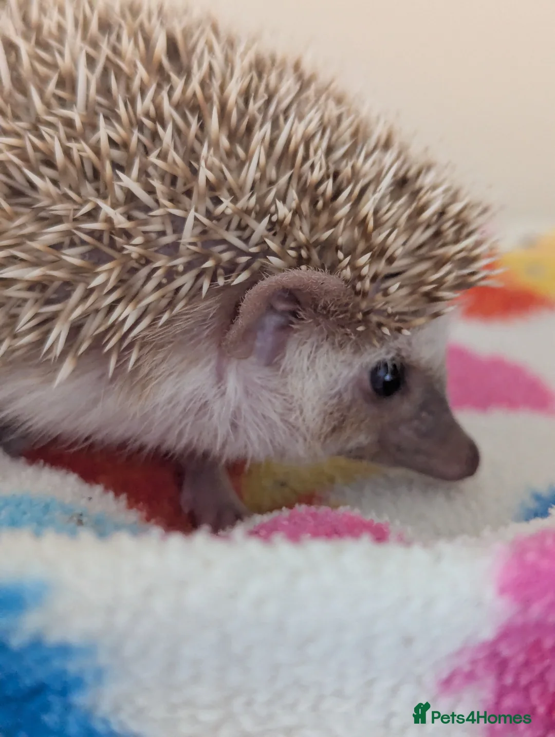 Pygmy Hedgehog rodents for sale: Milligan is looking for a 5* home/ Rehomed Now - Advert 6