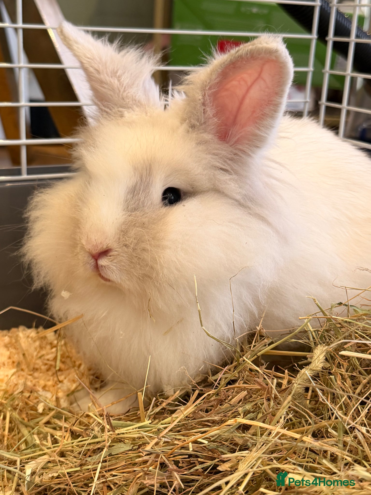 Lionhead rabbits Lionhead rabbit + cage & full setup  - Advert 1