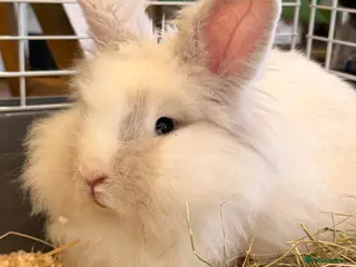 Lionhead rabbits for sale: Lionhead rabbit + cage & full setup - Advert 2