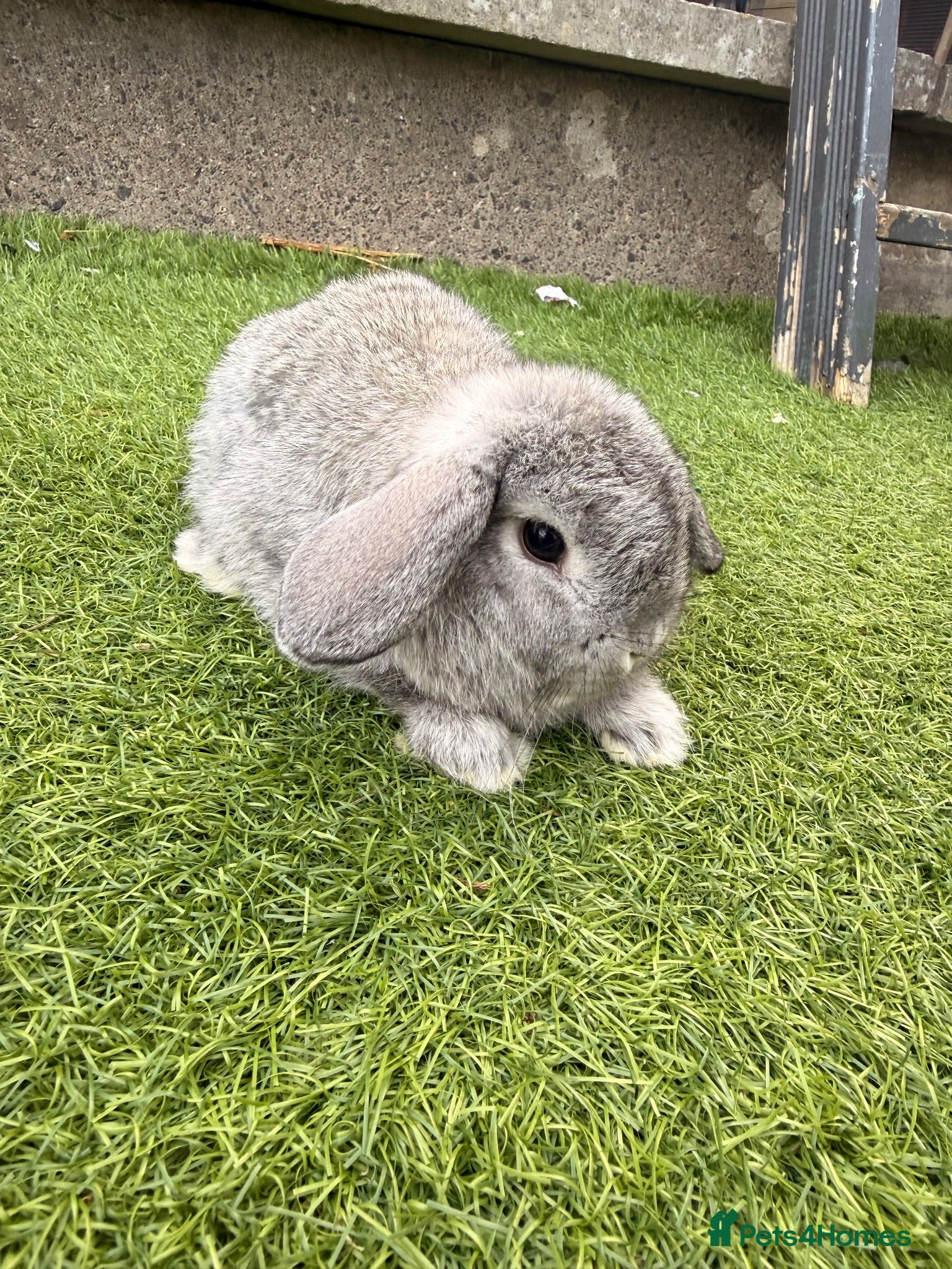 Mini Lop rabbits Mini lop babies  - Advert 3