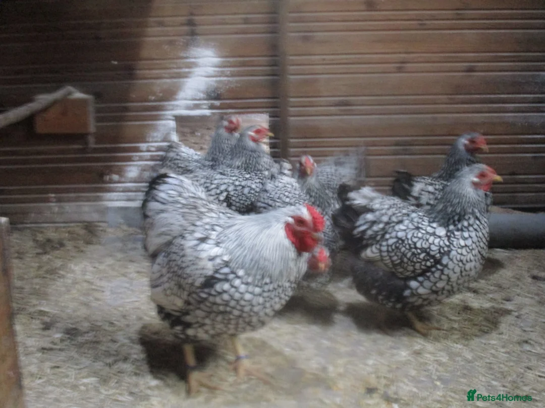 Chickens poultry for sale: Quality Silver Laced Wyandotte Bantam Pullets - Advert 6