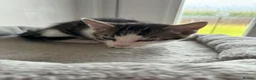 Bengal cats for sale: Bengal x forest cat - Advert 3