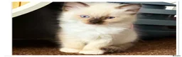 Ragdoll cats for sale: 6 cute pure breed Ragdoll kittens 2 boys 4 girls  - Advert 13