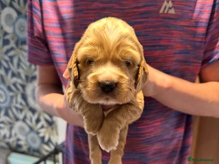 Cocker Spaniel dogs - Advert 5