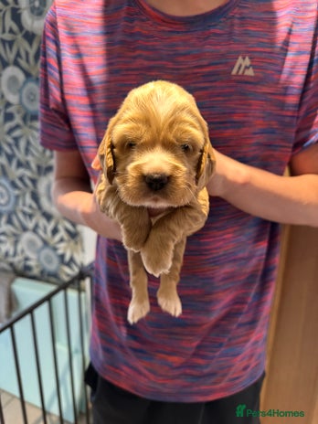 Cocker Spaniel dogs - Advert 3