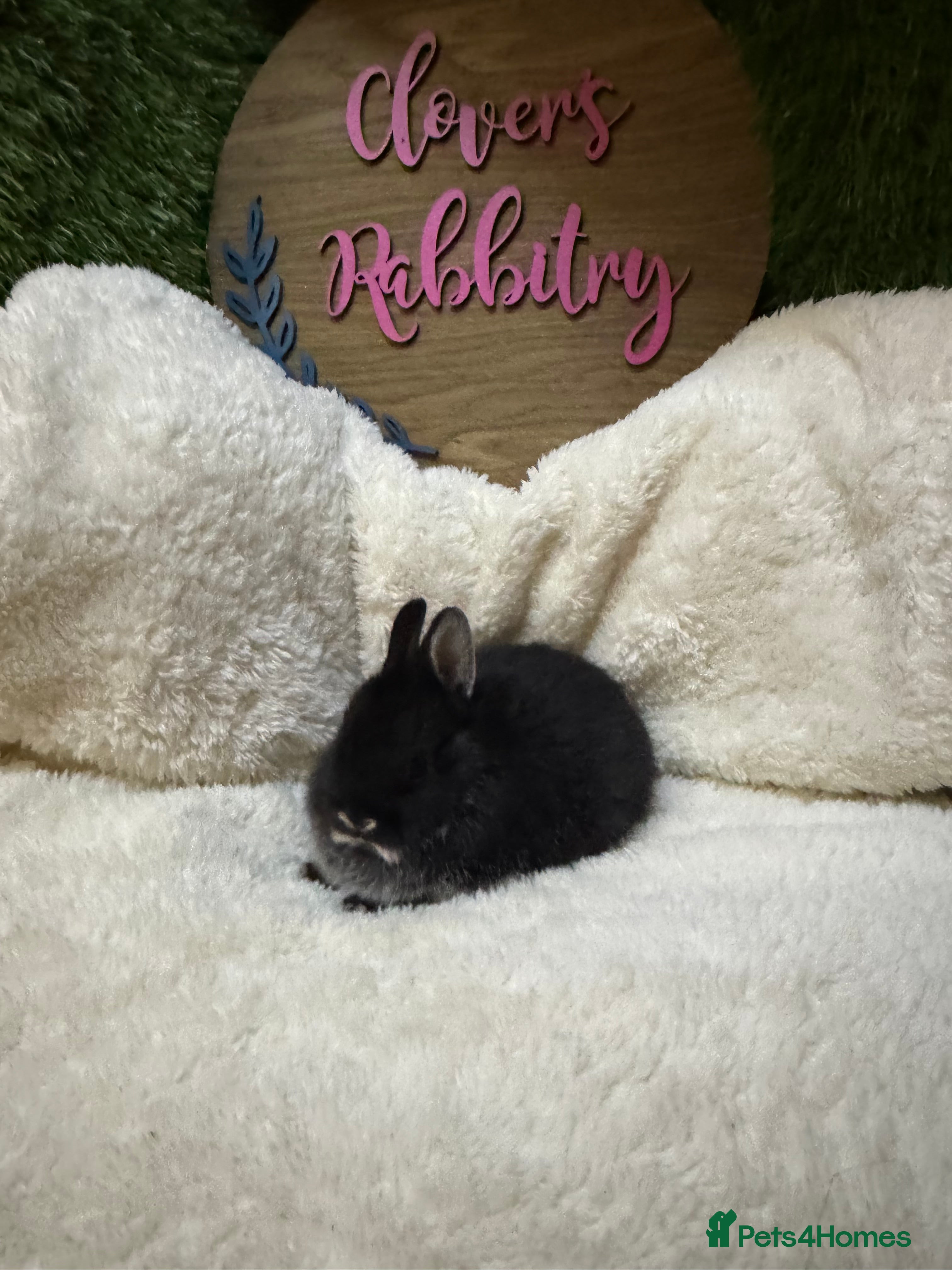 Netherland Dwarf rabbits Pedigree Neverland dwarfs only  - Advert 4