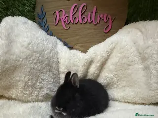 Netherland Dwarf rabbits Pedigree Neverland dwarfs only - Advert 4