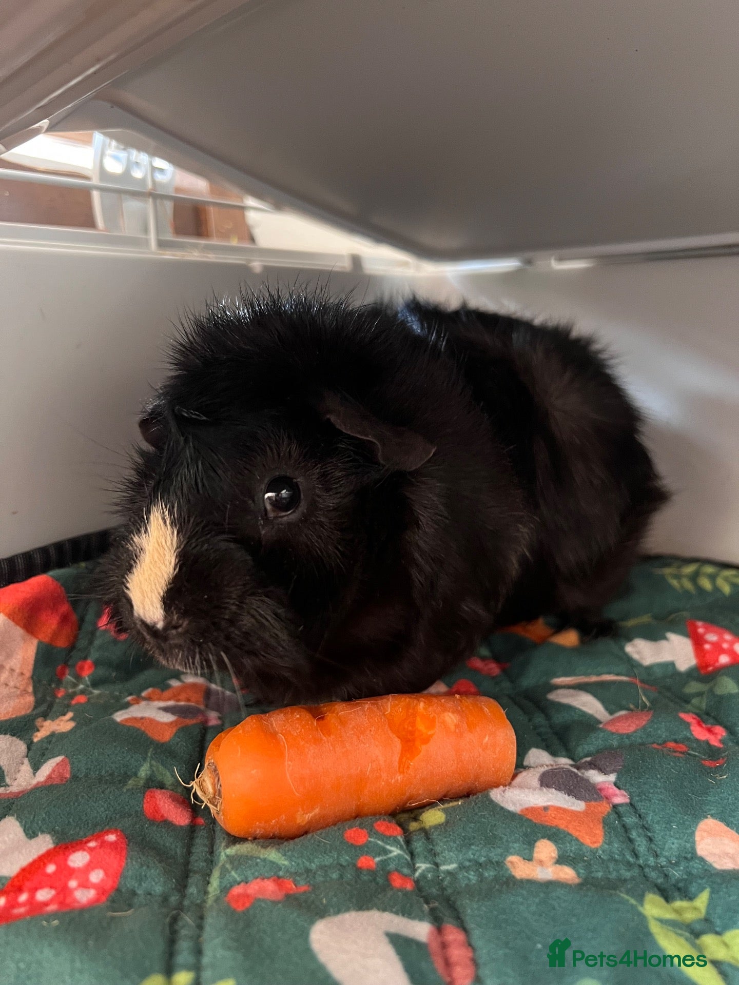 Guinea Pig rodents 11-Month-Old Male Guinea Pig + Cage & Accessories - Advert 1