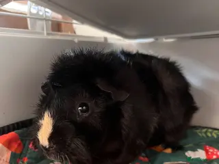 Guinea Pig rodents 11-Month-Old Male Guinea Pig + Cage & Accessories - Advert 1