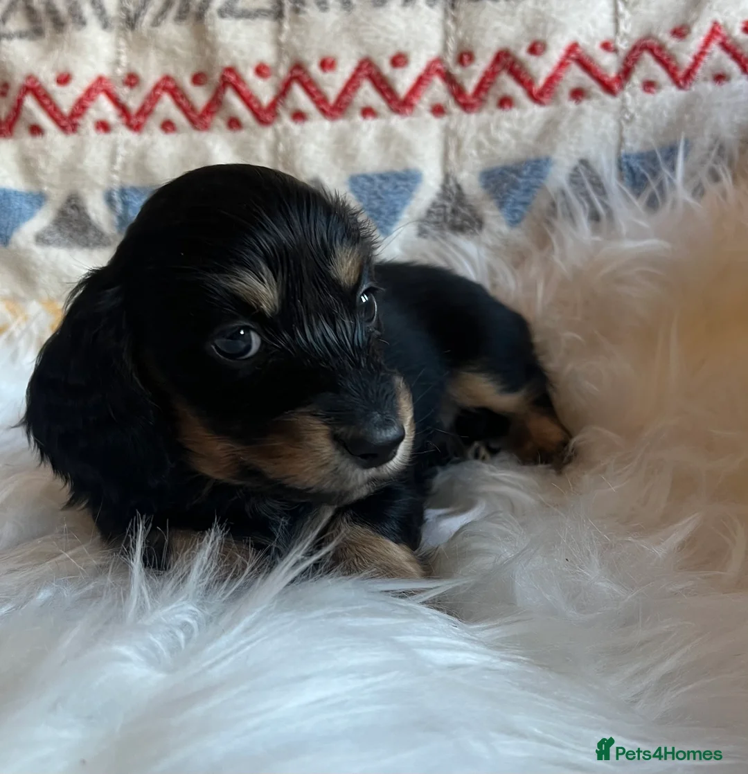 Miniature Dachshund dogs for sale: Beautiful  KC Mini L/H dachshund puppies - Advert 11