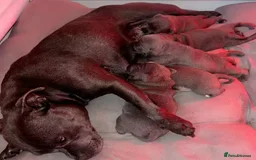 Staffordshire Bull Terrier dogs for sale: Quality health tested Staffordshire bull terrier - Advert 4