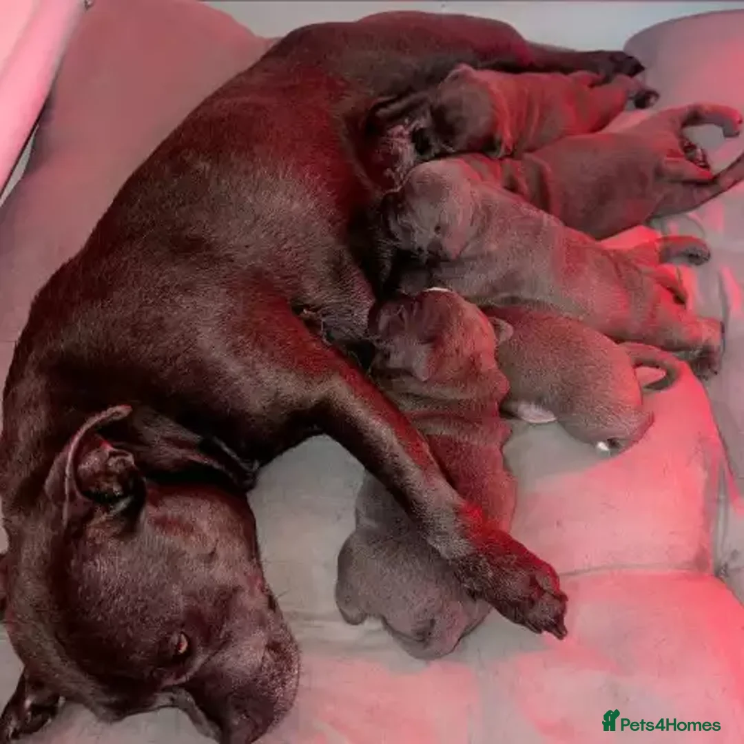 Staffordshire Bull Terrier dogs for sale: Quality health tested Staffordshire bull terrier - Advert 4