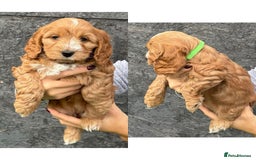Cockapoo dogs for sale: stunning cockapoos for sale - Image 5