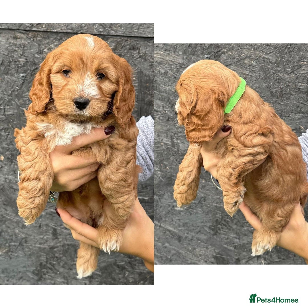 Cockapoo dogs for sale: stunning cockapoos for sale - Image 5
