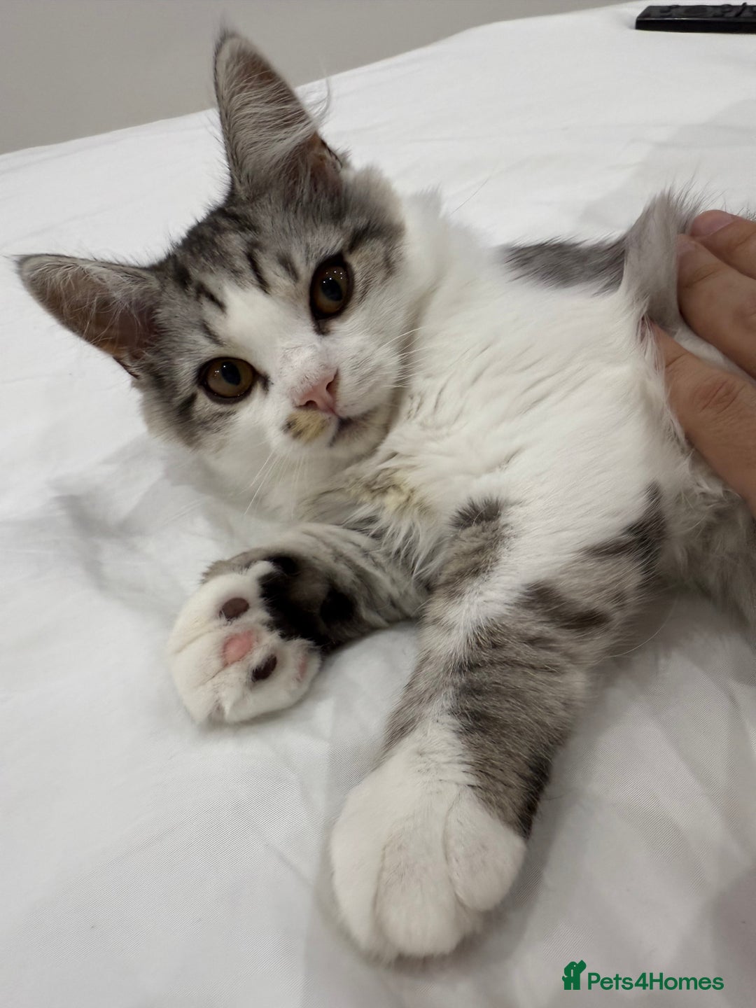 Munchkin cats for sale: Pedigree TICA Munchkin Kittens – Short Legs 🐈 - Image 30