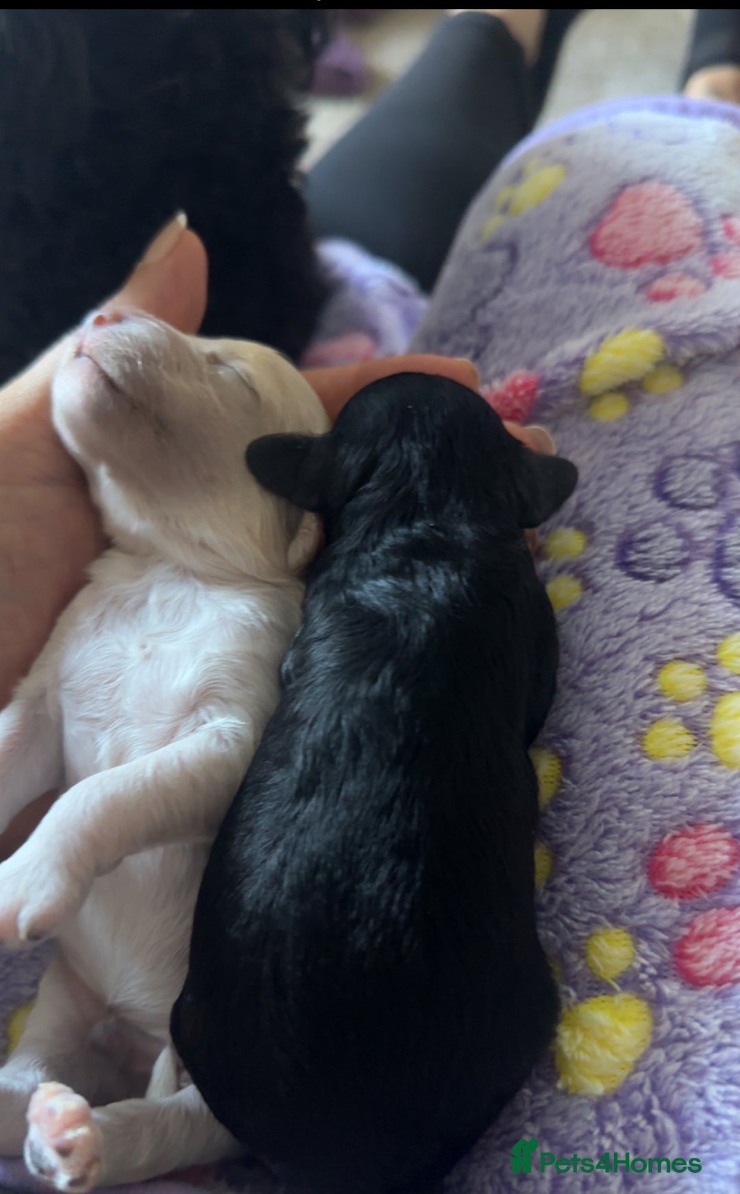 Cockapoo dogs for sale: Adorable F1B Cockapoo Puppies ready 6th November - Image 21