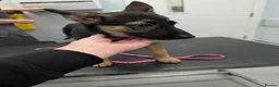 German Shepherd dogs for sale: Beautiful Female pup in Manchester - Advert 3