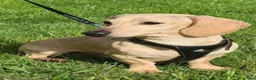Miniature Dachshund dogs for stud: Cream Dachshund stud  - Advert 4
