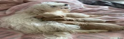 Maltipoo dogs for sale: Exquisite F1 Maltipoo Puppies in Chislehurst - Advert 9