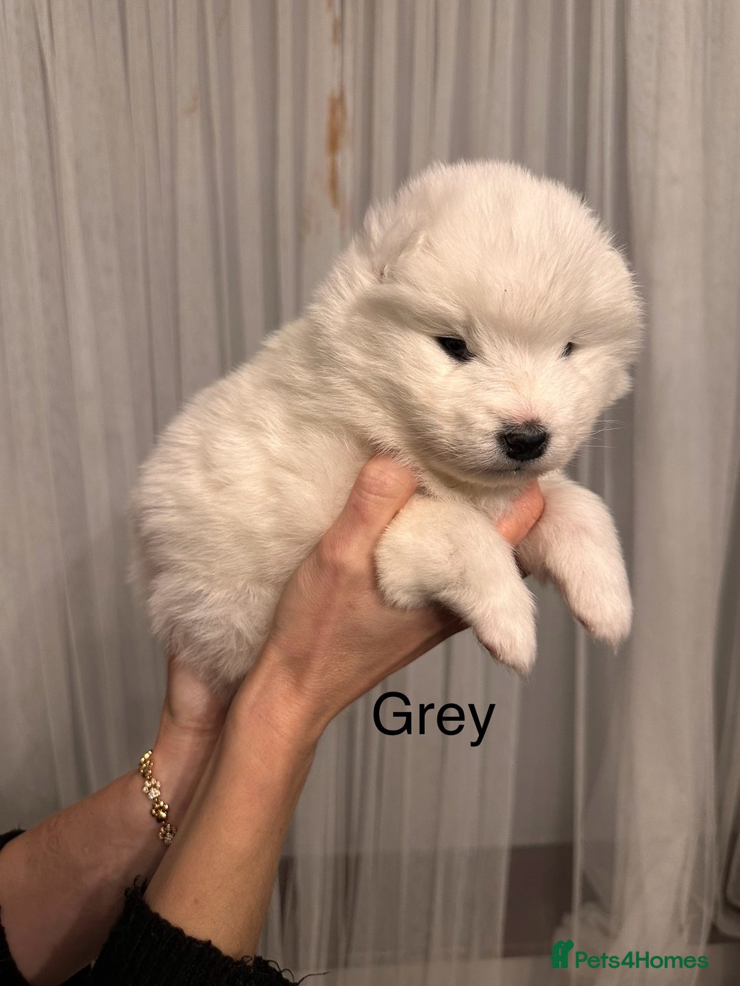 Samoyed dogs for sale: Samoyed Puppies — Ready to Reserve Now! - Image 31