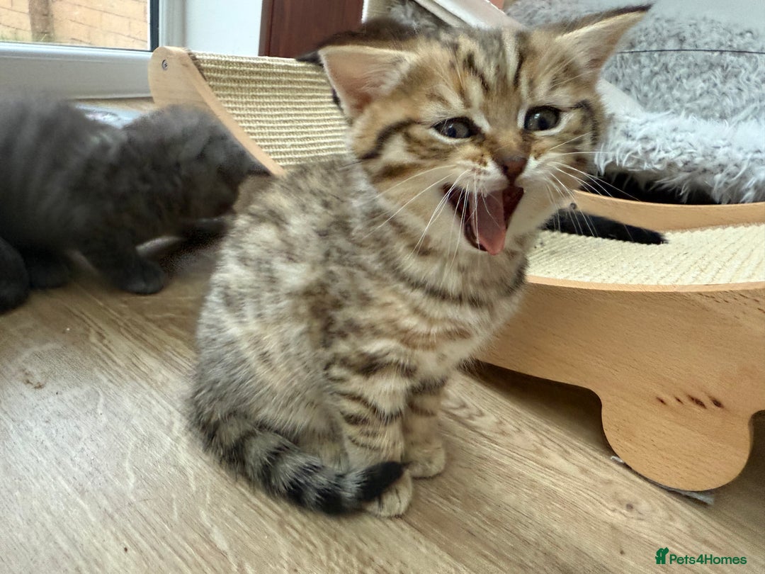 British Shorthair cats for sale: GCCF BSH Chinchilla Rare, Beautiful Kittens - Image 24