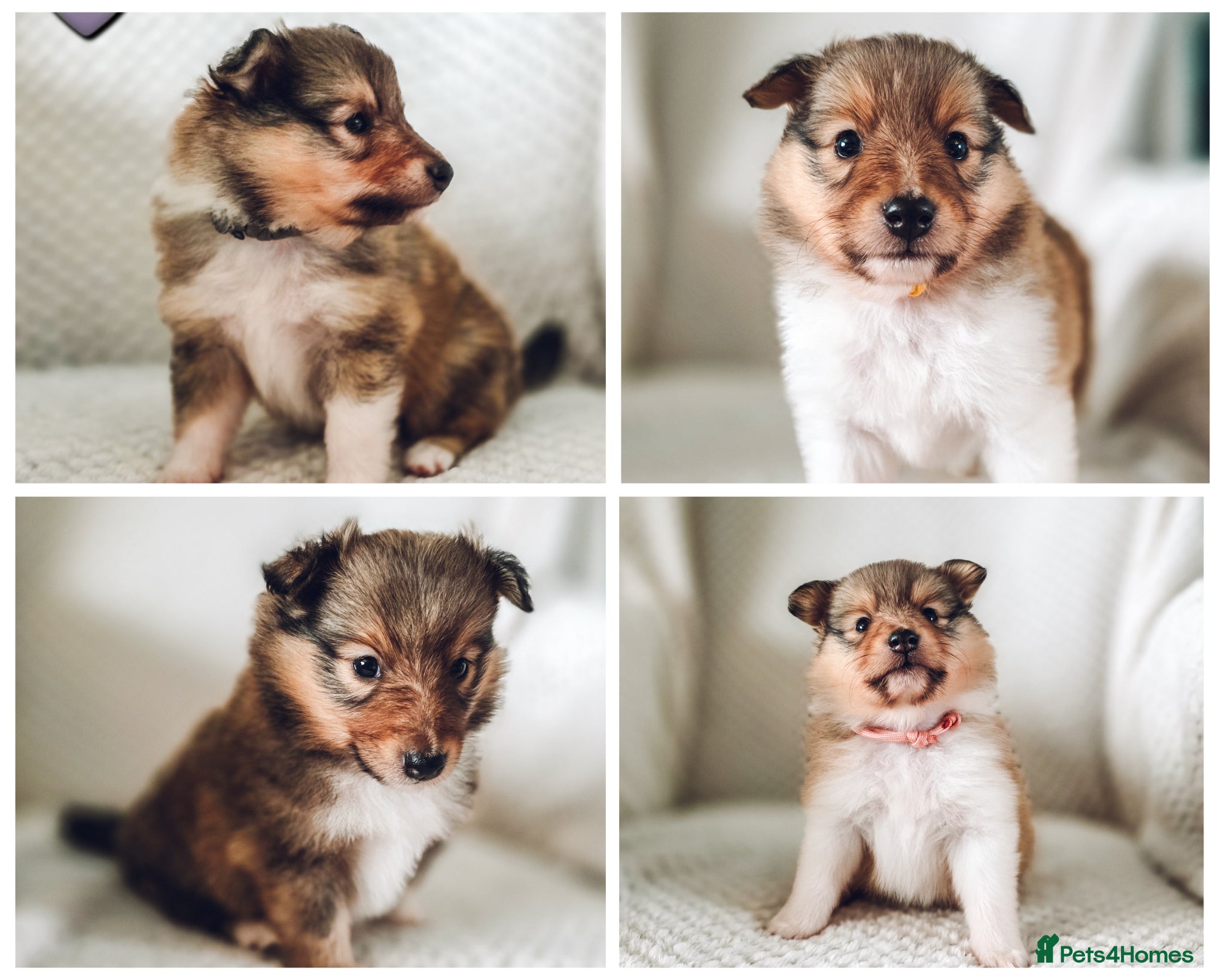 Shetland Sheepdog dogs STUNNING SHELTIE PUPPIES **KC REG** - Advert 11