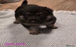 German Shepherd dogs for sale: German shepard puppies  - Image 10