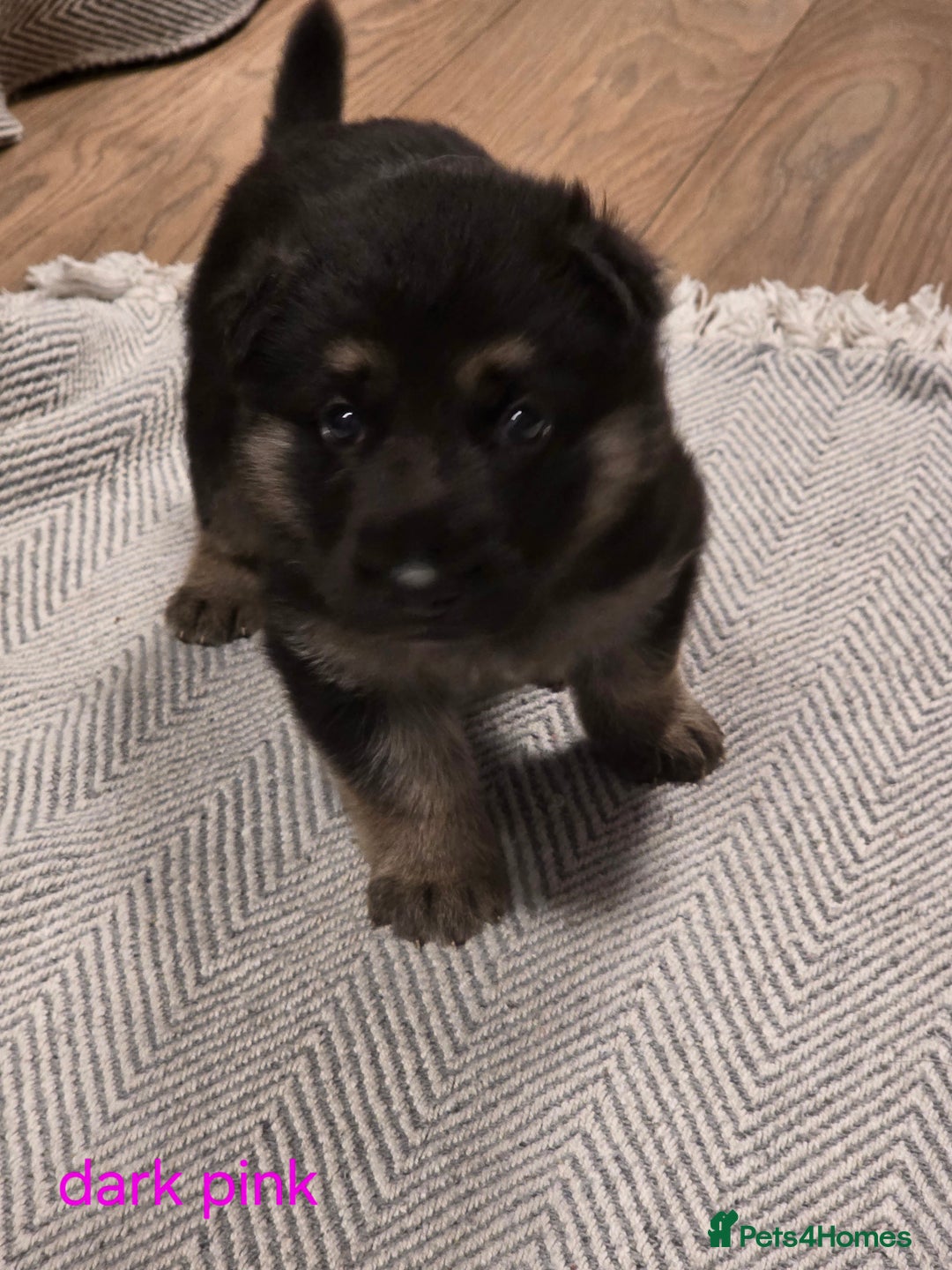 German Shepherd dogs for sale: German shepard puppies  - Image 10