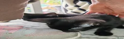 Mixed Breed cats for sale: Beautiful kittens looking for new home - Advert 10