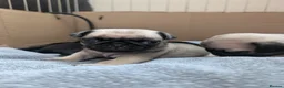 Pug dogs for sale: 6 stunning pug puppies for sale  - Advert 8