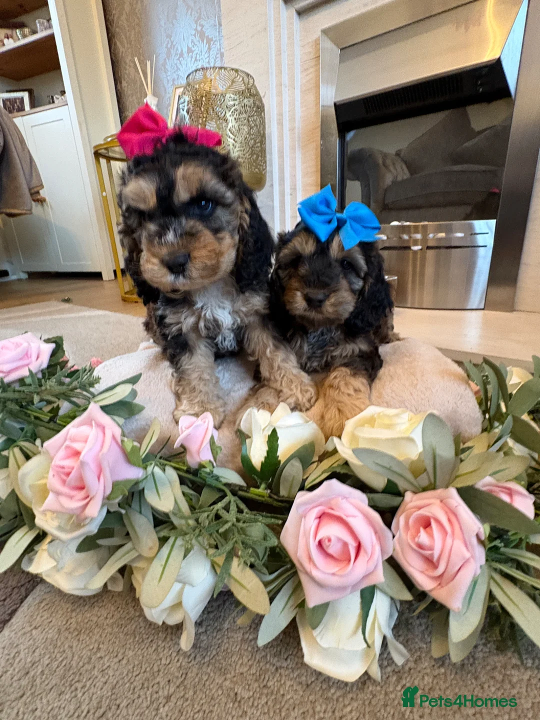 Cockapoo dogs for sale: Gorgeous Cockerpoos  in Oldbury - Advert 1