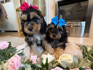 Cockapoo dogs Gorgeous Cockerpoos - Advert 1