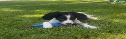 Cockalier dogs for sale: Gorgeous Covkalier puppies! - Advert 16